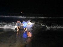 Ikan Raksasa Naga Lintang Terdampar di Pantai Kulon Progo