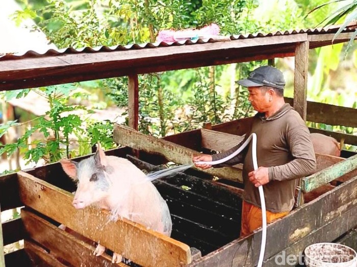 Salah satu peternakan babi di Malinau milik Darius Atin.
