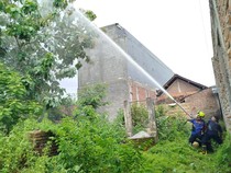 Tawon Vespa Raksasa di Pohon Jati 15 M Teror Warga Siman Ponorogo