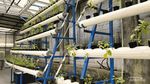 Ini Dia Agrowisata Vertical Farming Tertinggi di Indonesia