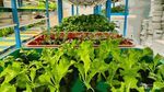 Ini Dia Agrowisata Vertical Farming Tertinggi di Indonesia