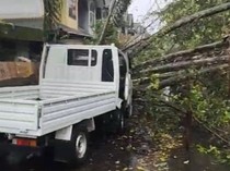 Pohon Tumbang Timpa Pikap Parkir di Pasar Mattirowalie Barru