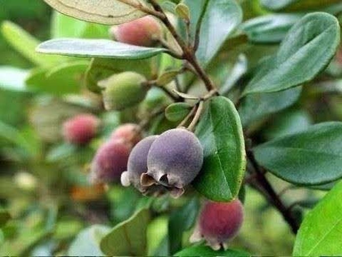 Buah endemik Indonesia.