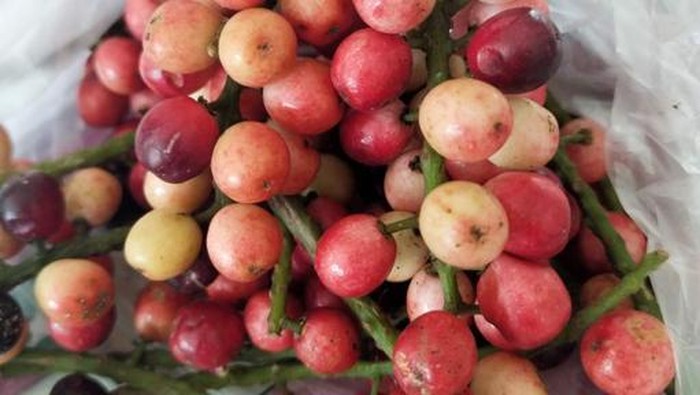 Buah endemik Indonesia.