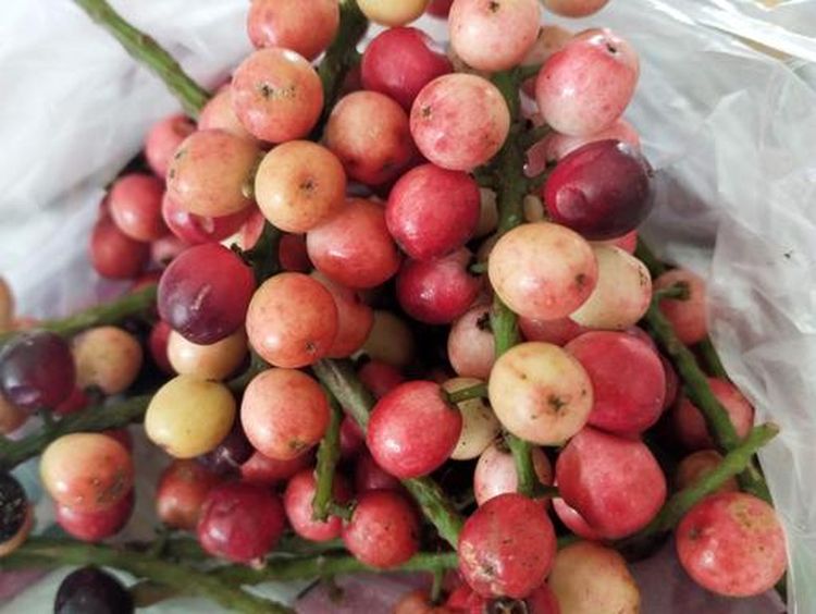 8 Buah Endemik Indonesia Ini Mulai Langka, Tahu Namanya?