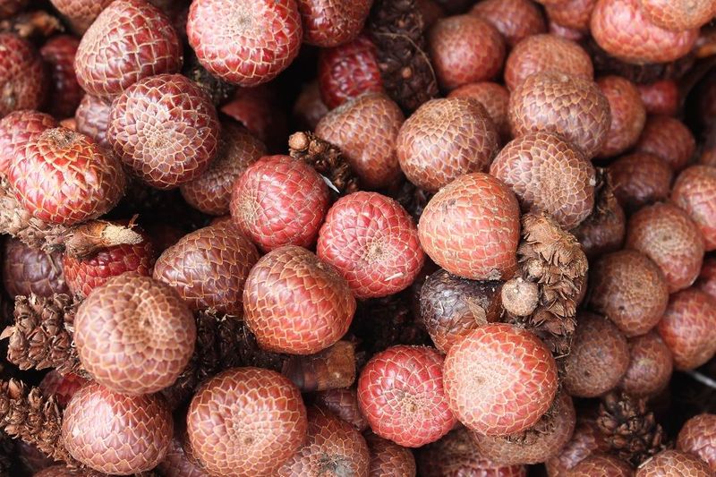 Buah endemik Indonesia Buah endemik Indonesia.