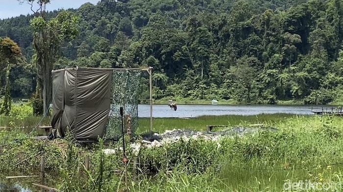 Kabar Gembira! Populasi Elang Jawa Kini Tembus 1.000 Ekor