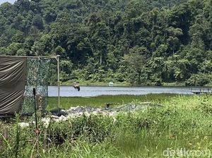 Kabar Gembira! Populasi Elang Jawa Kini Tembus 1.000 Ekor