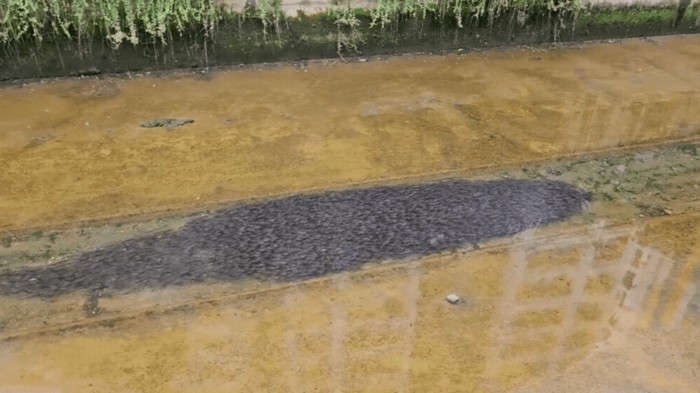 Gerombolan ikan lele di kanal Canberra Street, Singapura