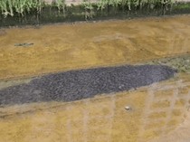 Warga Singapura Kaget Lihat Ribuan Lele-Wings Air Terbang ke Bandara Husein