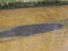 Warga Singapura Kaget Lihat Ribuan Lele-Wings Air Terbang ke Bandara Husein