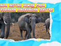 Video KuTips: Tanda-tanda Respons Hewan pada Perubahan Lingkungan