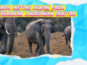 Video KuTips: Tanda-tanda Respons Hewan pada Perubahan Lingkungan