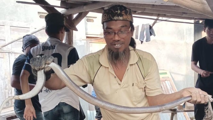 Kobra Jumbo Bersarang di Lantai Sedalam 70 Cm  di Klaten