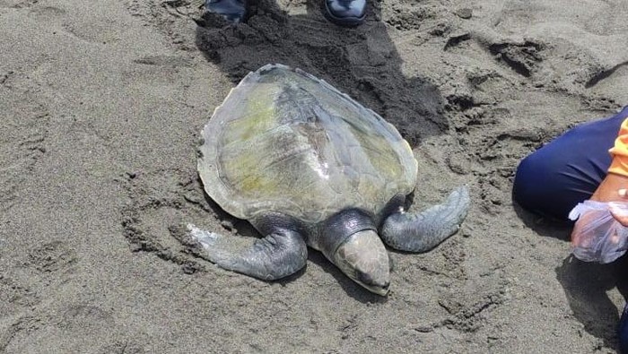 Penyu Lekang Lemas Terdampar di Pantai Glagah, Diduga Alami Radang Paru-Paru
