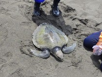 Penyu Lekang Lemas Terdampar di Pantai Glagah, Diduga Alami Radang Paru-Paru