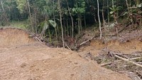 Selain hutan pinus menjadi gundul, tim gabungan menemukan adanya aktivitas alat berat. Aktivitas illegal logging ini diduga dilakukan secara besar-besaran dan tersistematis. Foto: (dok. istimewa)