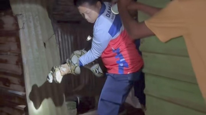 Ular Sanca Mangsa Ternak Warga di Bogor, Dievakuasi Damkar