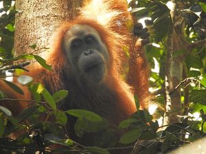Orang Utan Tapanuli Terancam Punah karena Banjir Sumatera Hancurkan Habitat