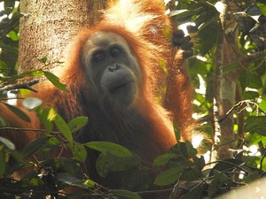 Fakta-fakta Orang Utan Tapanuli, Satu Ditemukan Mati di Sisa Banjir Sumatera