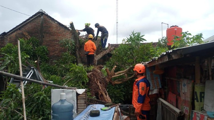 Hujan Deras Disertai Angin Kencang di Jogja, Pohon Tumbang Timpa Rumah