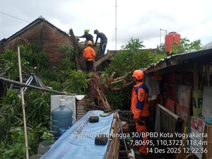 Hujan Deras Disertai Angin Kencang di Jogja, Pohon Tumbang Timpa Rumah