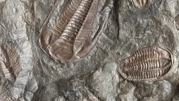 Ilmuwan Temukan Fosil Lengkap, Ternyata Mbah-nya Kepiting