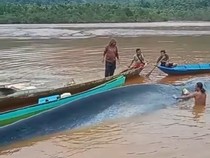 Ikan Paus Terdampar di Area Tambang Morowali Utara Mati Saat Dievakuasi