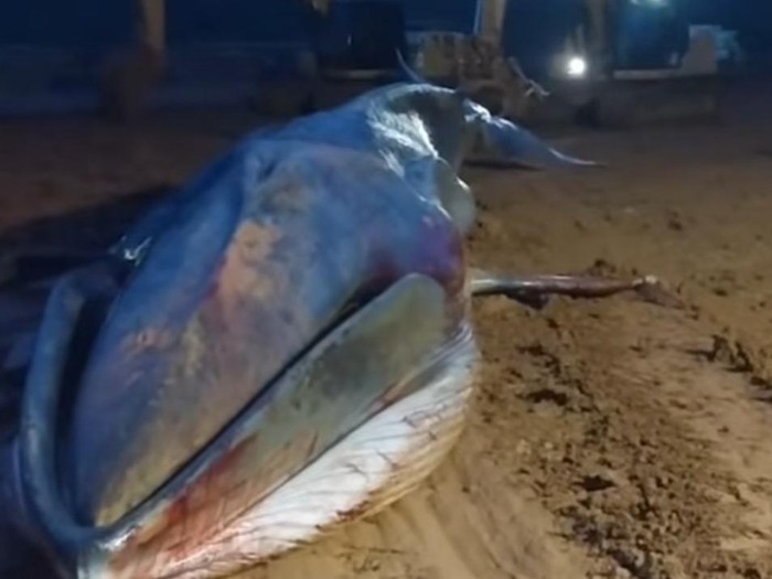 Heboh seekor ikan paus terdampar di perairan Morowali Utara di area pertambangan.