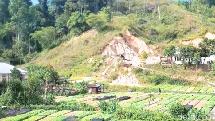 Kebun sayur di Tarakan Timur.