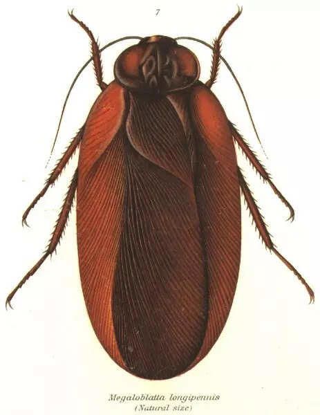 Kecoa raksasa Kecoa raksasa