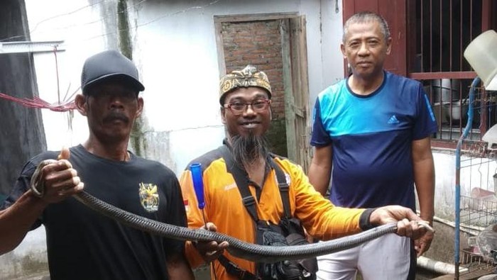 Indukan Kobra Jawa Dievakuasi Usai Santap 3 Telur Ayam di Klaten