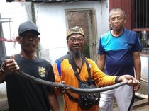 Indukan Kobra Jawa Dievakuasi Usai Santap 3 Telur Ayam di Klaten