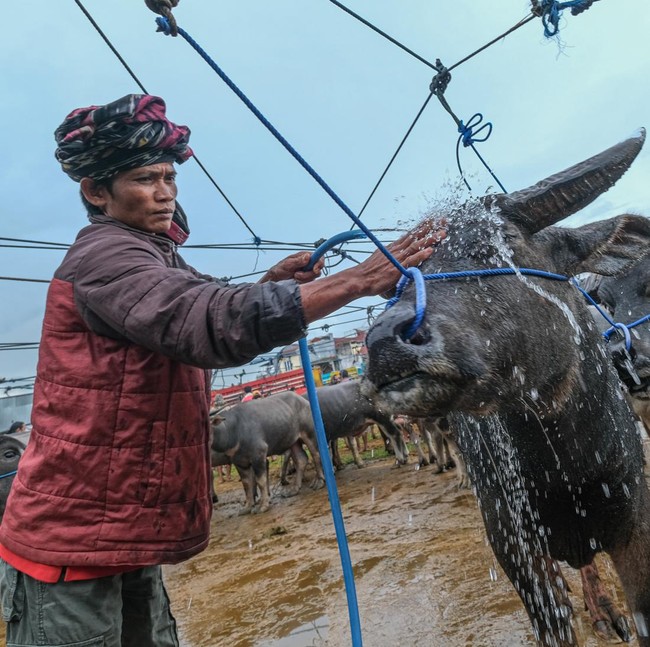 Pasar Kerbau Toraja Utara, Pusat Jual Beli Hewan Adat