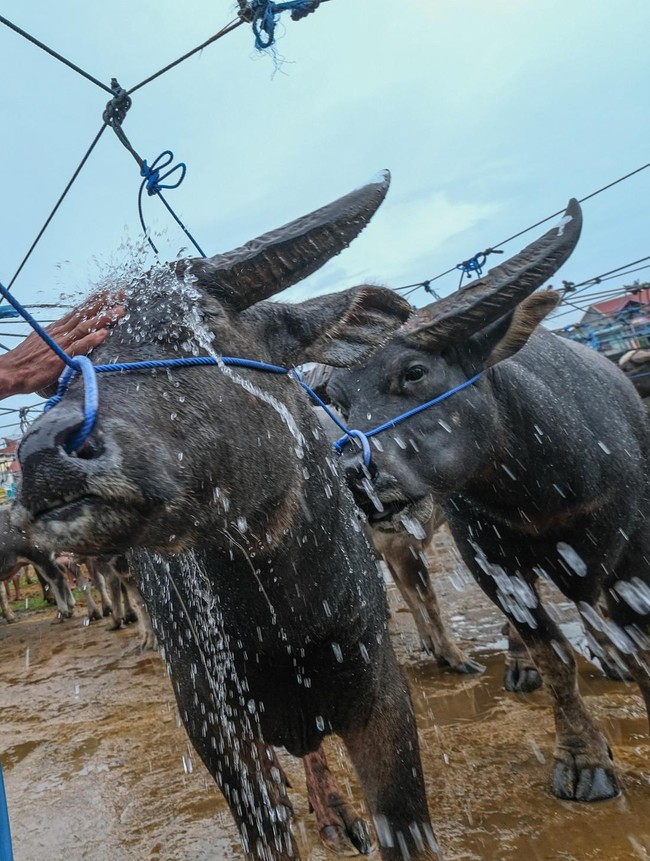 Pasar Kerbau Toraja Utara, Pusat Jual Beli Hewan Adat