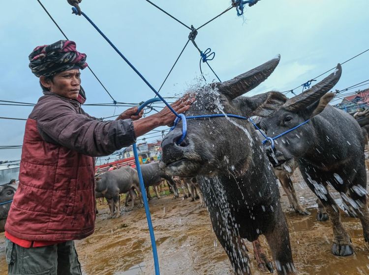 Pasar Kerbau Toraja Utara, Pusat Jual Beli Hewan Adat