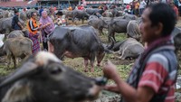 Jenis kerbau yang diperjualbelikan beragam, termasuk kerbau belang atau tedong bonga yang bernilai tinggi. Harga kerbau dapat mencapai ratusan juta rupiah, tergantung jenis, ukuran, dan corak tubuhnya. Pasar kerbau yang digelar setiap enam hari sekali ini menjadi pusat transaksi hewan yang memiliki peran penting dalam upacara adat masyarakat Toraja. ANTARA FOTO/Andry Denisah