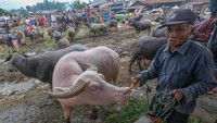 Peternak membawa kerbau miliknya untuk dijual di Pasar Bolu Rantepao, Kabupaten Toraja Utara, Sulawesi Selatan, Minggu (14/12/2025). Pasar Kerbau Bolu Rantepao dikenal sebagai salah satu pasar kerbau terbesar di Toraja. ANTARA FOTO/Andry Denisah