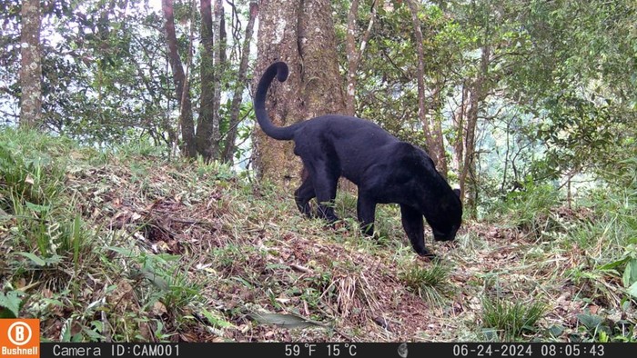 Macan Tutul Ciremai, Predator Puncak yang Kini Terjepit Habitat