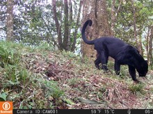 Kisah Hidup Slamet Ramadan, Macan Tutul yang Menghuni Gunung Ciremai