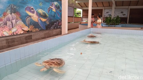 Penangkaran Desa Penyu Sanur salah satu tempat di Pantai Sanur yang dapat dikunjungi wisatawan dengan gratis, Sabtu (13/12/2025) (Hani Sofia Muthmainnah)