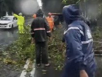 Ini Faktor Penyebab Cuaca Ekstrem Tumbangkan Sejumlah Pohon di Surabaya