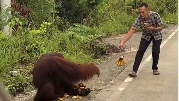 Tangkapan layar orang utan turun ke jalanan Kutai Timur dan diberi makan pengendara. Tangkapan layar orang utan turun ke jalanan Kutai Timur dan diberi makan pengendara.
