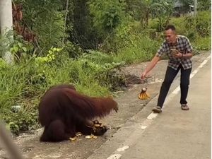 Orang Utan Turun ke Jalan hingga Diberi Makan Pengendara, BKSDA Turunkan Tim