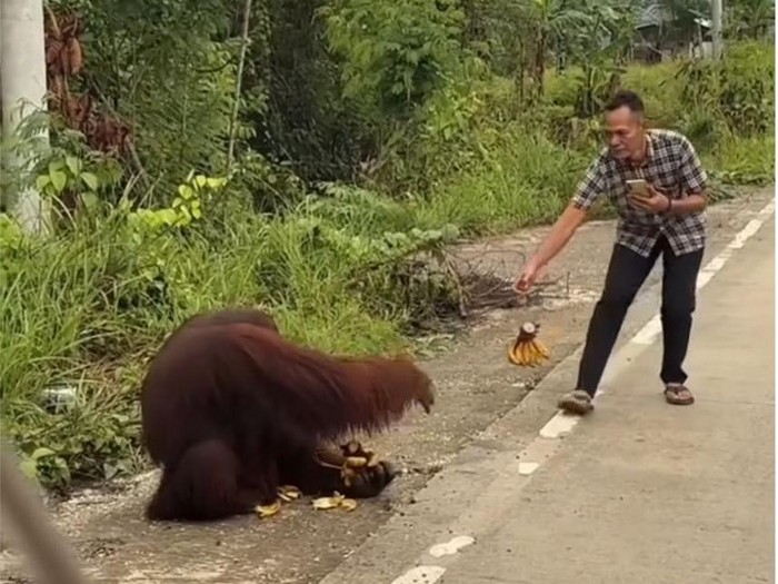 Tangkapan layar orang utan turun ke jalanan Kutai Timur dan diberi makan pengendara.
