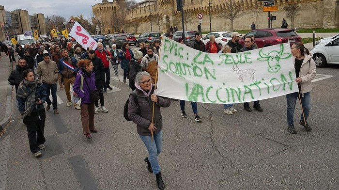 AVIGNON, FRANCE - DECEMBER 15: More than a hundred farmers from the Confederation Paysanne unions rally in Avignon to denounce the French government's handling of contagious nodular dermatitis in cattle, opposing mass herd culls and calling for increased use of vaccination, on December 15, 2025. Demonstrators, including tractors and farm vehicles, gathered outside the local prefecture to protest sanitary protocols requiring the slaughter of entire herds when the disease is detected. (Photo by Mathieu Prudhomme/Anadolu via Getty Images)