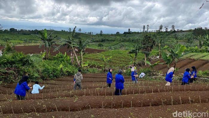 7 Hektare Kebun Teh Dialihfungsikan jadi Lahan Murbei di Sukabumi