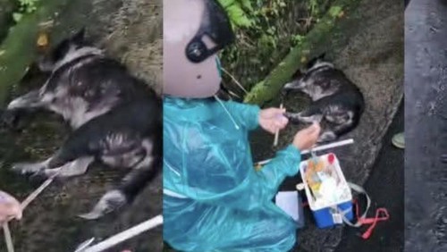 Warga Banjar Sulahan, Kecamatan Susut, Bangli diduga digigit anjing rabies, Minggu (14/12/2025).