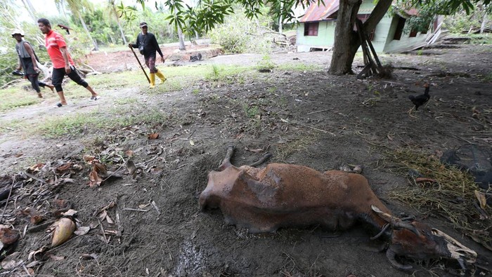 Warga melihat ternak yang mati pascabencana banjir bandang di Desa Alue Kuta, Kecamatan Jangka, Bireuen, Aceh, Minggu (14/12/2025). Data sementara posko tanggap darurat bencana hidrometeorologi Aceh menyebutkan seluas 40,328 hektare tambak, 65.105 hektare lahan sawah serta 14.741 hektare kebun rusak akibat bencana banjir bandang yang terjadi di 18 kabupaten dan kota pada 26 November 2025. ANTARA FOTO/Irwansyah Putra/agr