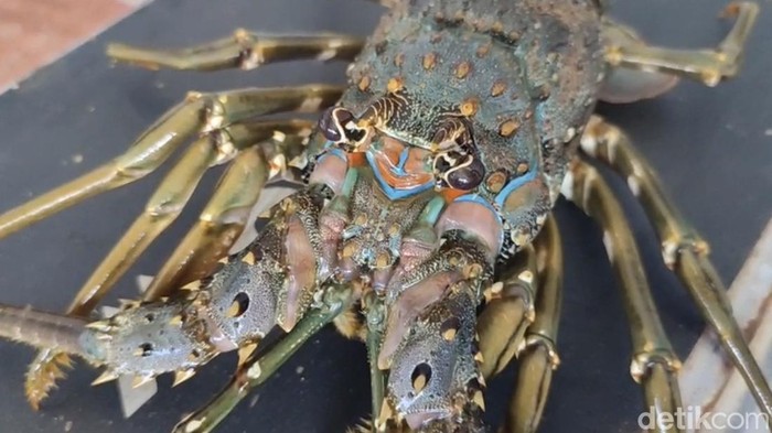 Geliat Budi Daya Lobster di Pangandaran Mulai Diperhitungkan